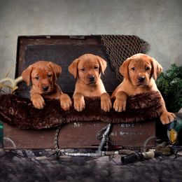 Labrador Retriever Puppies from South wind labradors