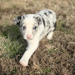 Skye - Blue merle female Border Collie puppy in Owenton, Kentucky from Three16 Ranch