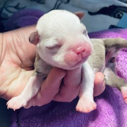 Kendal - Seal and white female Boston Terrier puppy in Pahrump, Nevada from Lujan Ranch