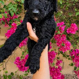Fresca - Black female Poodle puppy in Mesa, Arizona from Desert Doodles