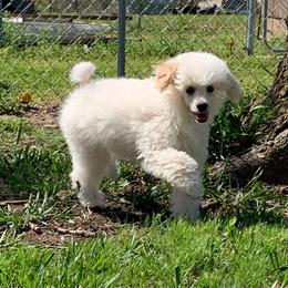 Gus - Parti male Poodle puppy in Haddam, Kansas from Golden B Acres
