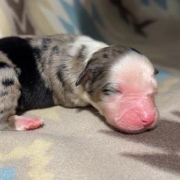 Girl 3-Blue Merle - Blue merle female Australian Shepherd puppy in Mayfield, Kentucky from Hamilton Farms