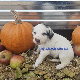 Liver longcoat boy - White and liver brown male Dalmatian puppy in Conrath, Wisconsin from JSF Dalmatians LLC
