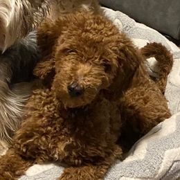 Bear - Goldendoodle