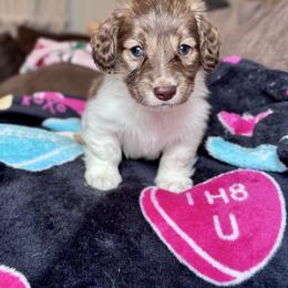 Steve - Brindle male Dachshund puppy in Hornbeck, Louisiana from A&Z Mini Dachshunds
