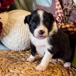 Dumbledore - Black tri male Toy Australian Shepherd puppy in California from Eagle River Aussies