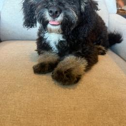 Haven - Phantom female Goldendoodle puppy in Wiggins, Mississippi from Fancy Pants Doodles