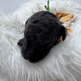 Green collar - Merle male Goldendoodle puppy in Meridian, Mississippi from Smoodles