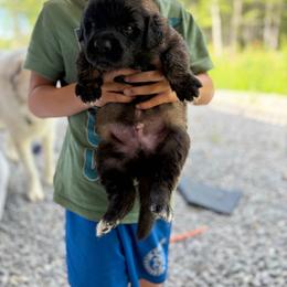 Teal -Boy - Yellow male Leonberger puppy in Gilmanton, New Hampshire from Stonewall Leonbergers