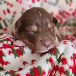 Pumpkin boy 2 - Red tri-color male Australian Shepherd puppy in Tehachapi, California from Astralvale Aussies