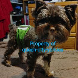 Cedar - Yorkshire Terrier
