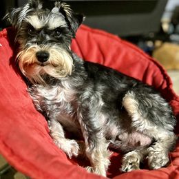 Serena - Miniature Schnauzer