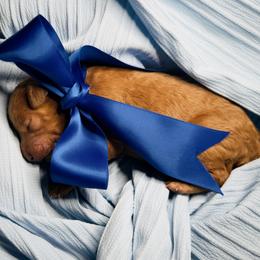 Goldendoodle Puppies from Walk by Faith Doodles