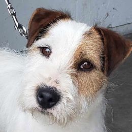 Whiskey - Parson Russell Terrier