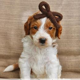 Brownie - Parti female Goldendoodle puppy in Comanche, Texas from Central Texas Doodles, LLC.