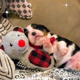 Cavalier King Charles Spaniel Puppies from Amber Field Cavaliers