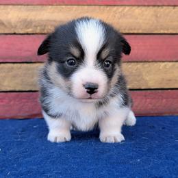 Beatrice - Black and tan female American Corgi puppy in Shawnee, Oklahoma from Sunray Ranch