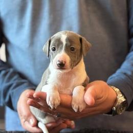 Boy 2 - Blue male Italian Greyhound puppy in Sugar Valley, Georgia from Pinnacle Farm and Kennel