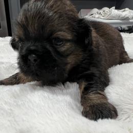 Coco - Liver female Shih Tzu puppy in Winston Salem, North Carolina from Jay&Ray Shih Tzu’s