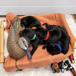 Labrador Retriever Puppies from Brian Kalkbrenner