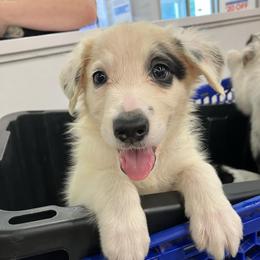 Buckley - Black and white male Border Collie puppy in Holden, Missouri from Spotted Feather Farm