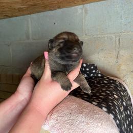 Girl 1 - Sable female German Shepherd puppy in Greenwood, South Carolina from Malone’s Palmetto Puppies