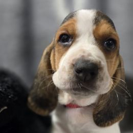 Oreo - Black white and brown female Basset Hound puppy in Moore, Oklahoma from Boomer Basset Hound Babies