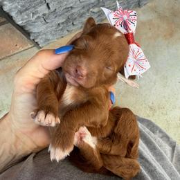 OLIPOP - Red  female Goldendoodle puppy in Macon County, North Carolina from Mountain Doodles