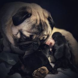 K'narrey - Pug