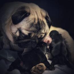 K'narrey - Pug