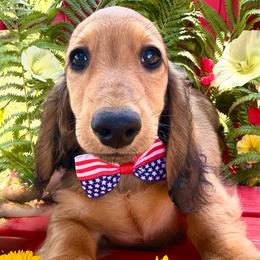 Boggle - Red male Dachshund puppy in Michigan from Hidden Haven Dachshunds