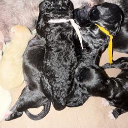 Pink Collar - Black female Goldendoodle puppy in Portland, Tennessee from Happy_Tails_by_TJ
