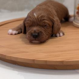 Maverick - Red male Cavapoo puppy in Mapleton, Illinois from Gardner Lane Puppies