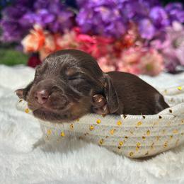 River Long hair - Chocolate and tan female Dachshund puppy in Lakeland, Florida from Elite Doxies Florida