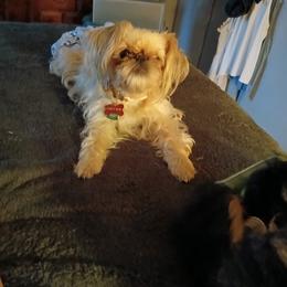 Brussels Griffon puppies from Carol's Brussels Griffon