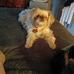 Brussels Griffon puppies from Carol's Brussels Griffon