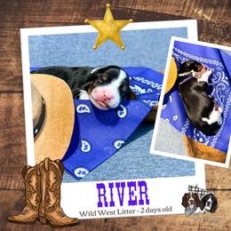 River - Black white and tan male English Springer Spaniel puppy in Albany, Minnesota from Farm Fresh Labradors & English Springers