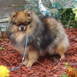 Marjan - Pomeranian