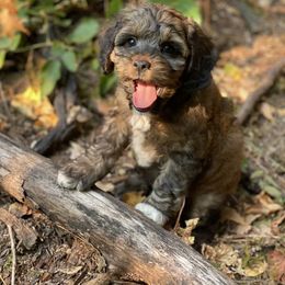 Cavapoo and Cockapoo Puppies from Heavenly puppies to love