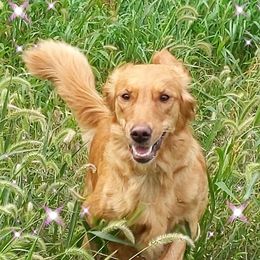 Roxy - Golden Retriever