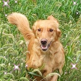 Roxy - Golden Retriever
