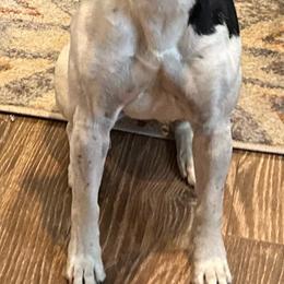 June - Black white and tan female Rat Terrier puppy in Savoy, Texas from Rockin EZ Rat Terriers