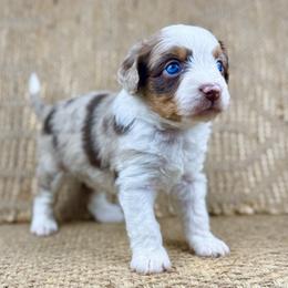 RMF9 - Red merle female Aussiedoodle puppy in Prague, Oklahoma from Classic K9’s  Aussies & Doodles