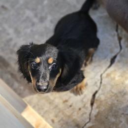 Dachshund Puppies from DT Dachshunds