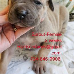Sprout- Blue Fawn Female - Blue female Great Dane puppy in Grass Lake, Michigan from Harrison Danes
