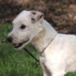 Jack Russell Terriers from Run Away Farm