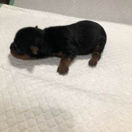DARLA - Black and tan female Yorkshire Terrier puppy in Independence, Louisiana from Holy Terriers Yorkies