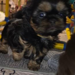 Grace - Black and tan female Shih Tzu puppy in Fairview Park, Ohio from Sunshine Shih tzus