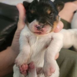 Girl 1 - Papillon puppy from LaRae's Papillons