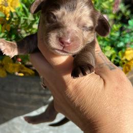 Chocolate dapple - Dapple male Dachshund puppy in Payette, Idaho from NT Mini Doxies
